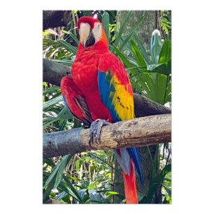 Scarlet Macaw Costa Rica Foto Alargamento