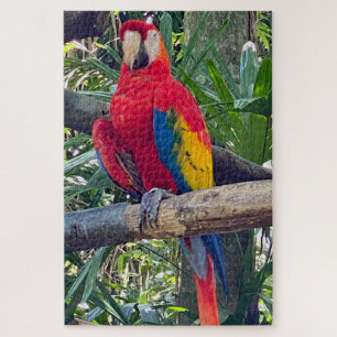 Scarlet Macaw Costa Rica Jigsera Quebra-cabeça
