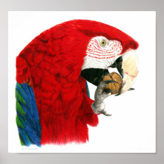 Scarlet Macaw Poster