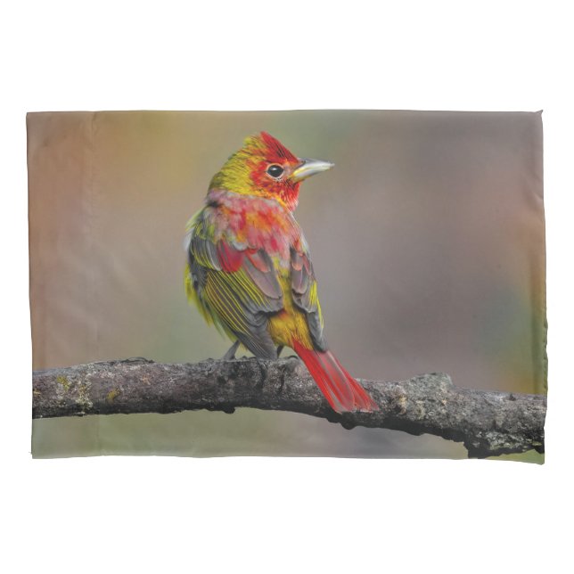 Scarlet Tanager Molting - Fotografia original (Frente)