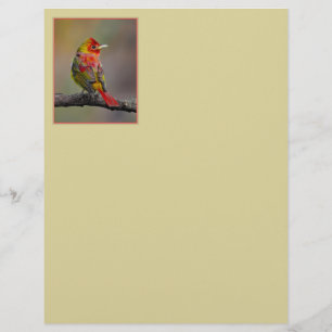 Scarlet Tanager Molting - Fotografia original