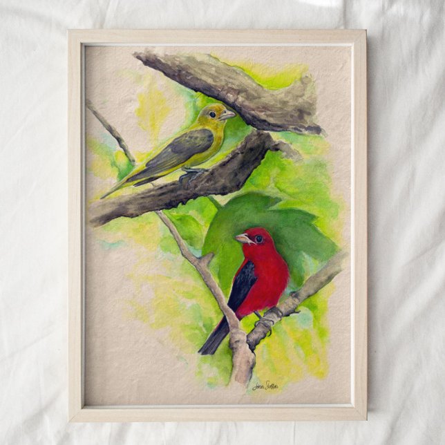 Scarlet Tanagers Birds Watercolor Art Impressão (Criador carregado)