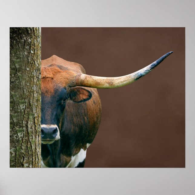 Scarlet - Texas Longhorn Cow Poster (Frente)