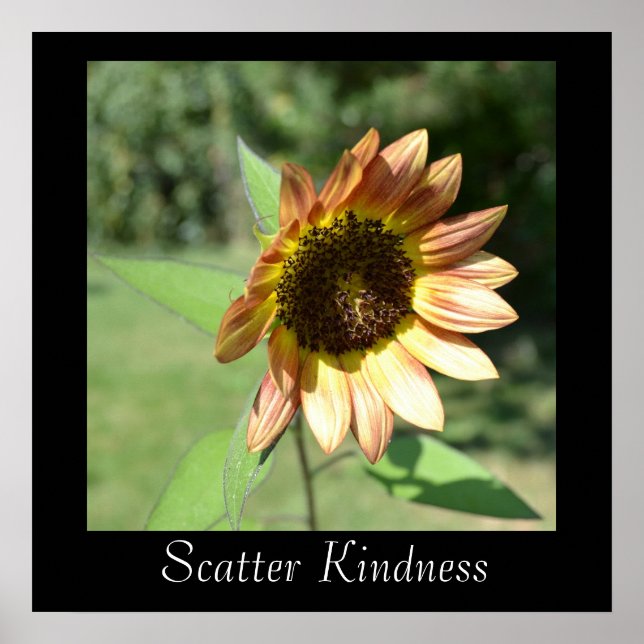 Scater Kindness Poster de Girassol (Frente)