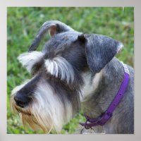 Schnauzer Poster