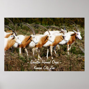 Scimitar Horned Oryx Poster
