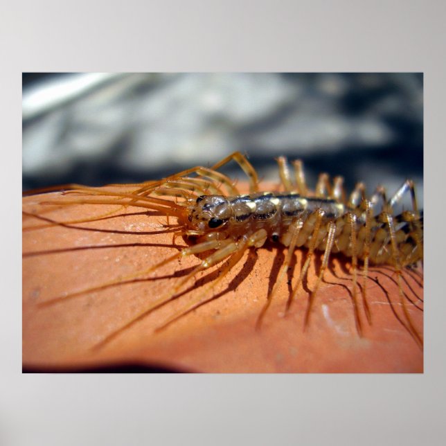 Scutigera Coleoptrata Poster (Frente)
