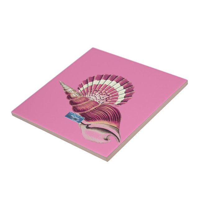 SDCs rosa(Plumb Shells) do azulejo ©️ 2024 (Lateral)