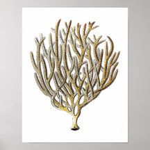 Sea Coral No.1 Impressão de História Natural Antig