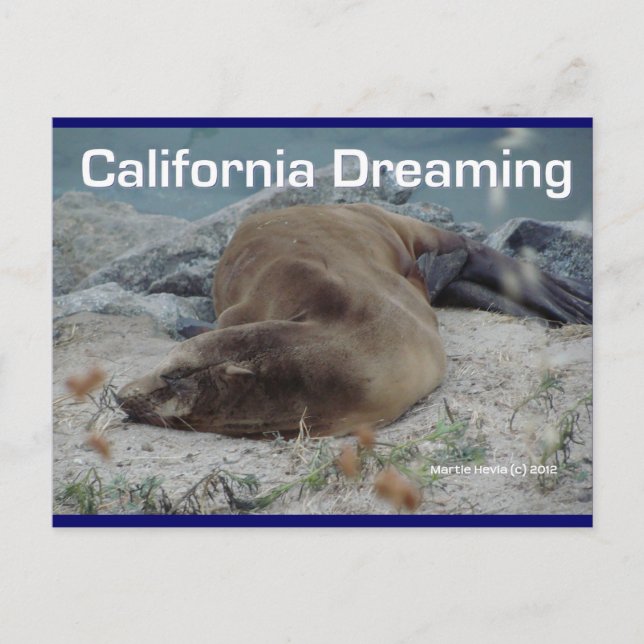 Sea Lion - California Dreaming - Cartão postal (Frente)