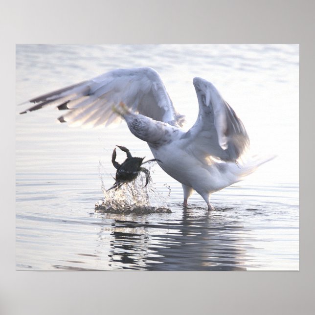 Seagull Crab Fishing Photo Poster (Frente)