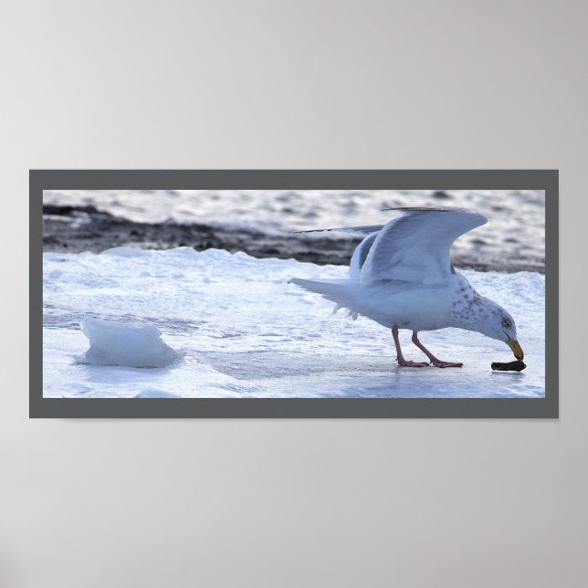 Seagull Eating on Ice Poster (Frente)