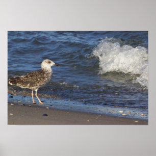Seagull em Beach com Poster de Wave