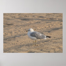 Seagull em solo em Hampton Beach Poster
