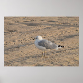 Seagull em solo em Hampton Beach Poster