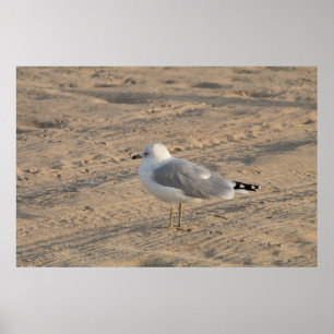 Seagull em solo em Hampton Beach Poster