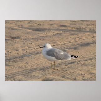 Seagull em solo em Hampton Beach Poster