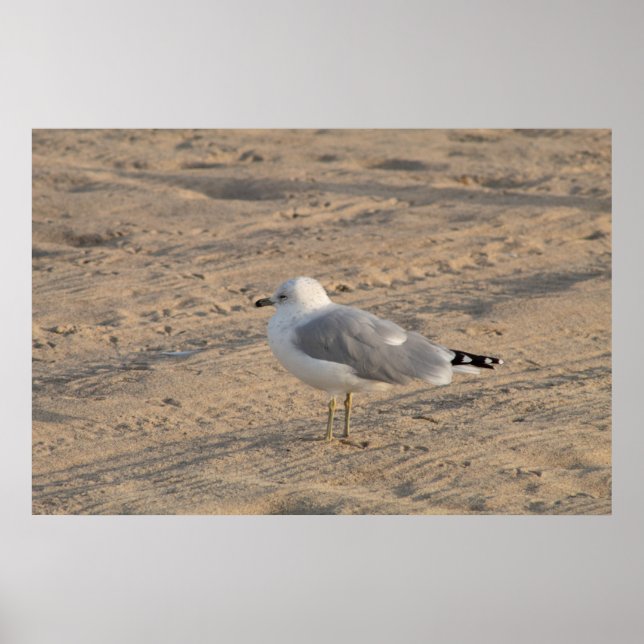 Seagull em solo em Hampton Beach Poster (Frente)