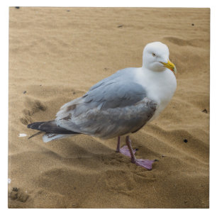 Seagull em um azulejo de fotos de cerâmica para p