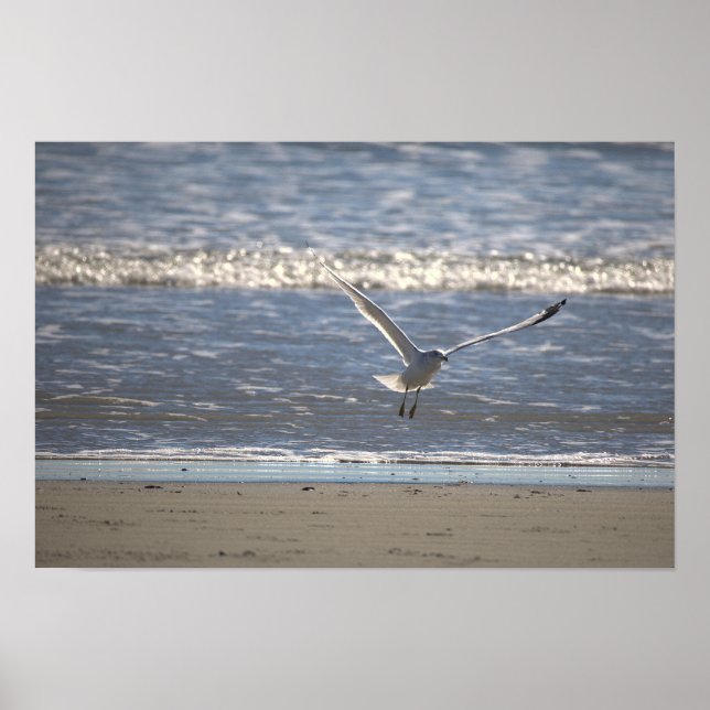 Seagull Flying Photo Poster (Frente)