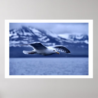 Seagull In Flight Willife Art Poster