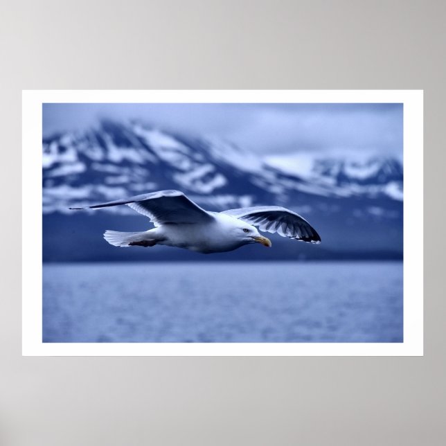 Seagull In Flight Willife Art Poster (Frente)