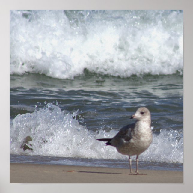 Seagull na Poster da praia (Frente)
