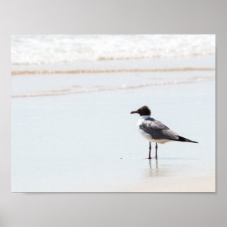 Seagull na Poster da praia