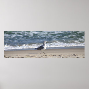 Seagull na Poster da praia