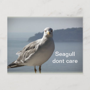 Seagull não se importa com cartão postal