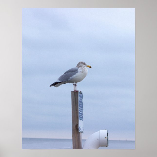 Seagull Photo Poster  (Frente)