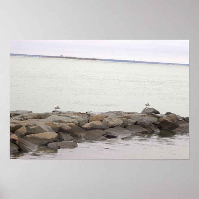 Seagulls on Rocks Poster (Frente)