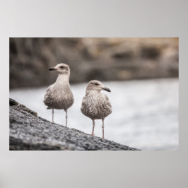 Seagulls Wildlife Photo Poster