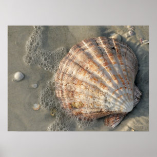 Seashell No Poster Da Praia