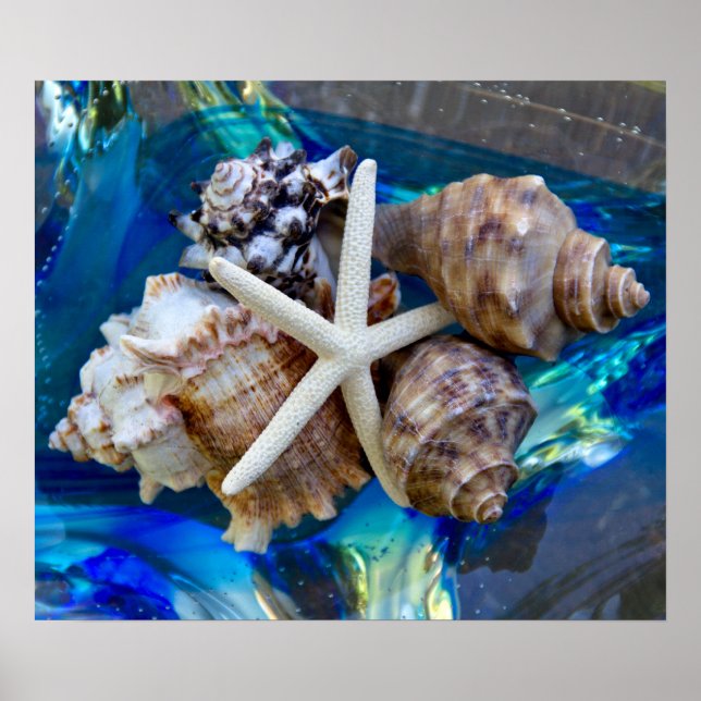 Seashell Poster (Frente)