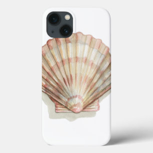 Seashell Rosa e Cream