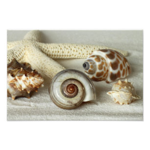 Seashells e impressão da foto da praia da estrela