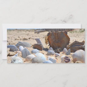Seashells on Beach por Shirley Taylor