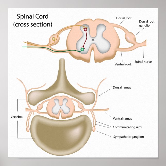 Seção transversal da espinal medula poster (Frente)