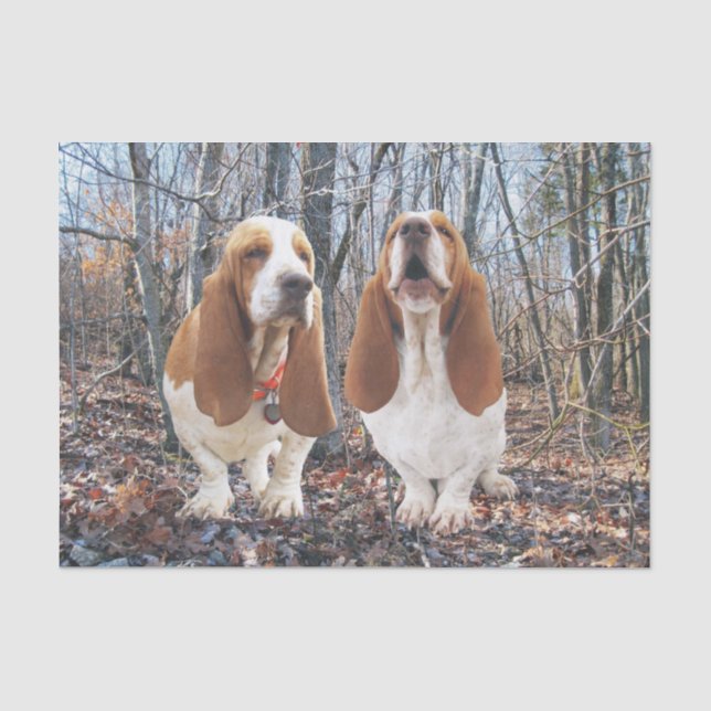 Seda Cães de Basset no lenço de papel das madeiras (Frente )