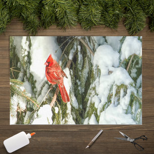 Seda Cardinal no Inverno Árvore de Pinheiro Neve Papel