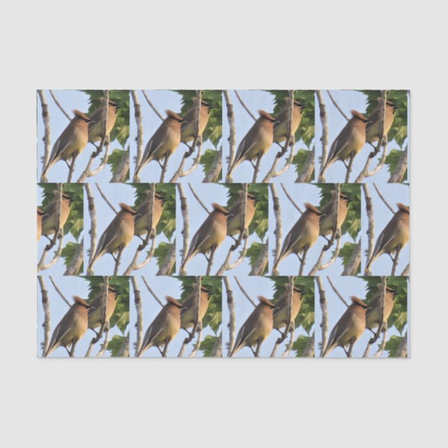 Seda Cedar Waxwing - Papel Tecido de Pássaro do Quintal (Frente )