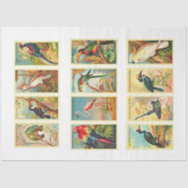 Seda Coleção de Pássaros Coleção de Pássaros Papel Teci