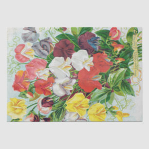 Seda Ervilhas doces do lenço de papel 1897