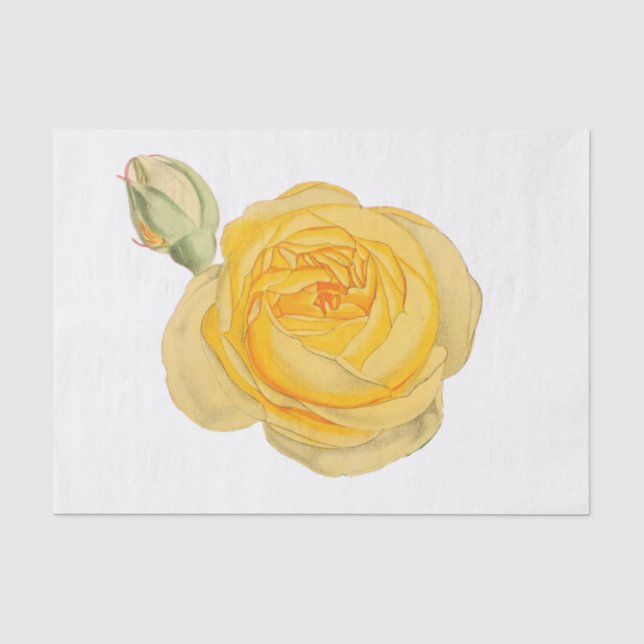 Seda Flor de Rosa Amarela Papel Tecido Floral #1 (Frente )