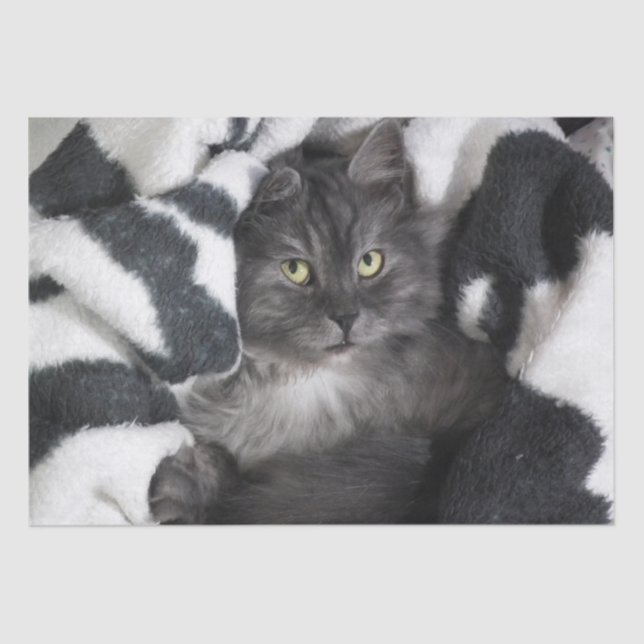 Seda gatinho num papel de cobertura (Frente )