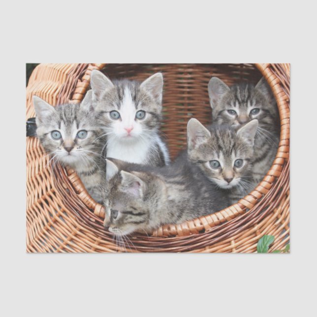 Seda gatinhos em papel de lençol (Frente )