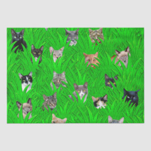 Seda Gatos no lenço de papel da grama