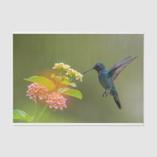 Seda Hummingbird Com Papel De Tecido Para Flores (Frente )