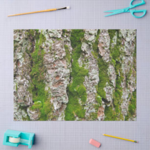Seda Latido de pinheiro com lenço de papel do musgo